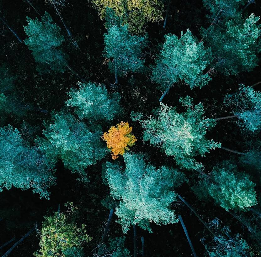 Trees from above