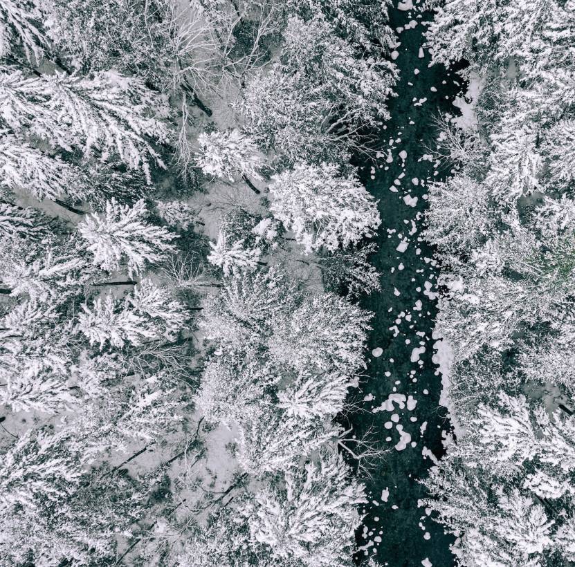 Snowy trees from above