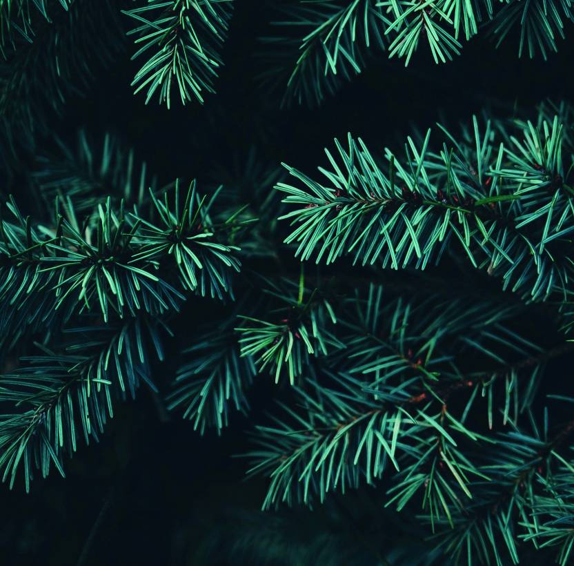 Fir from above