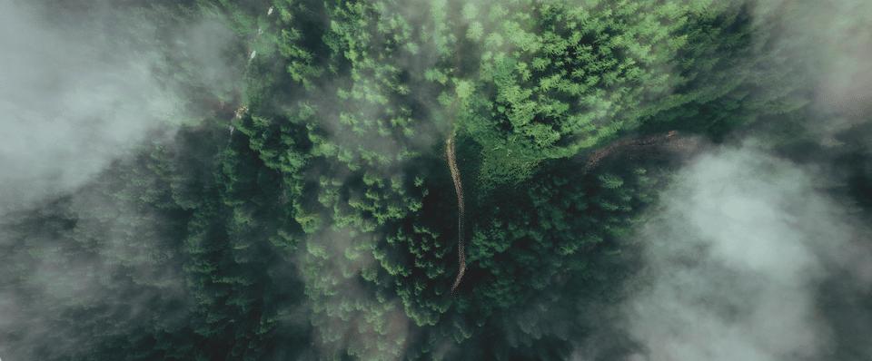Trees from above