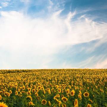 Business as a force for good 