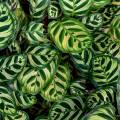 A close up of calathea leaves 