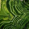 An aerial image of terraced rice fields