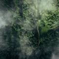 Aerial shot of misty forest