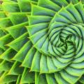 Detail of a plant