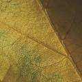 Gold leaf 
