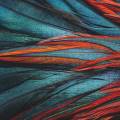 Feather detail