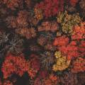 Autumnal trees from above