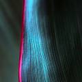 LEAF closeup