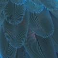 Feathers