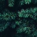 Fir from above