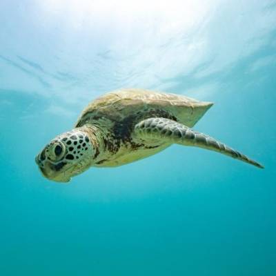 Lendlease turtle